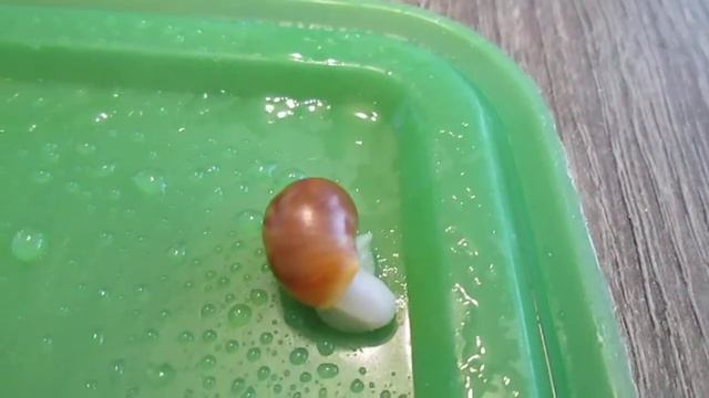 Маленькие архахатины