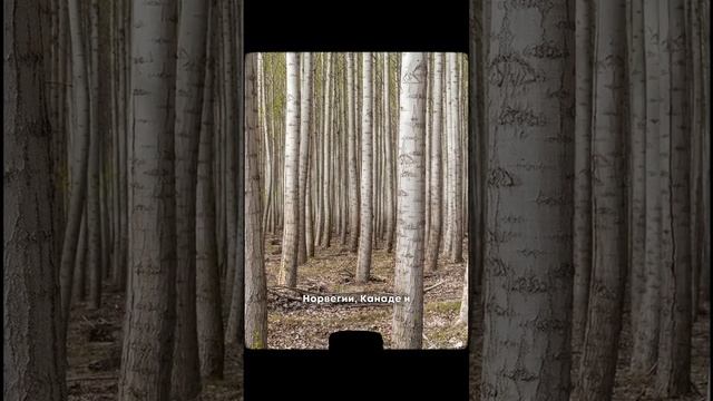 Какое дерево растет только в России? #ЕвгенийСкворцов #интересныефакты смотреть онлайн