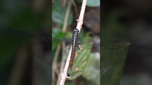 A crimson-tailed marsh hawk is flying away after sat on a stem dragonfly insect fly