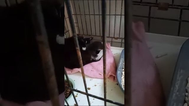 Новости по кошечке Темари. смотреть онлайн