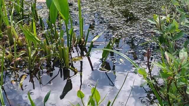 Лягушки на пруду. The frogs in the pond смотреть онлайн