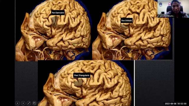 Neuroanatomy - Functional Neuroanatomy of Brain: Cerebral Cortex | Back to Basics | SNO TAMILNADU