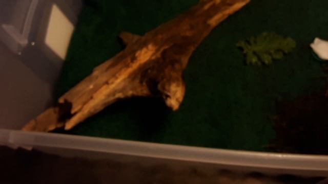 проект "гусеница" смотреть онлайн