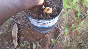 Planting Avocado Seeds Straight Into Soil  - No Toothpicks Method