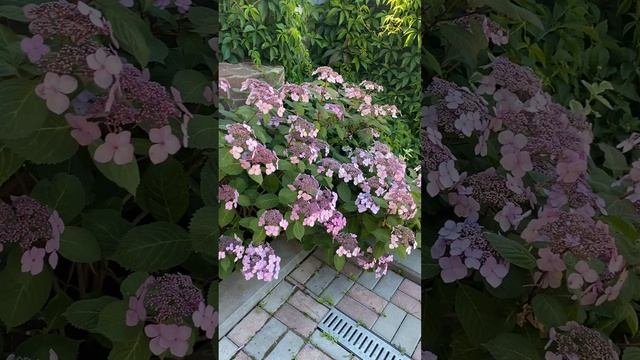 Крупнолистная гортензия в ОГ, чуть-чуть не докрасила