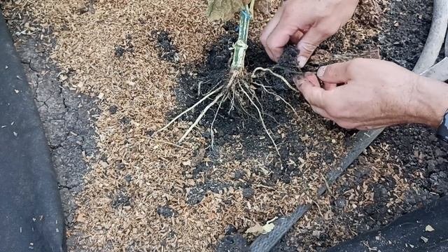 Куст огурца завял без видимых причин. Кто знает причину? Отзовитесь. #огурцы #огород  #дача