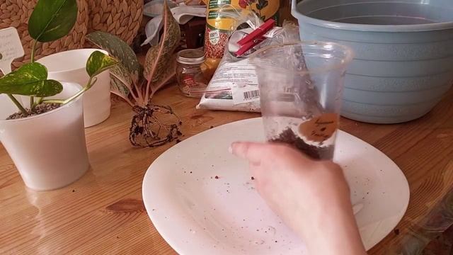 Пересадка Аглаонемы Prestige и Эпипремнума золотистого #aglaonema #аглаонемы #аглаонема #эпипремнум