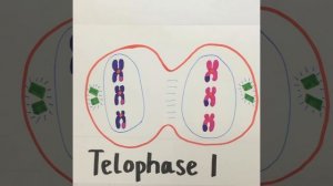 iMotion Meiosis Vide