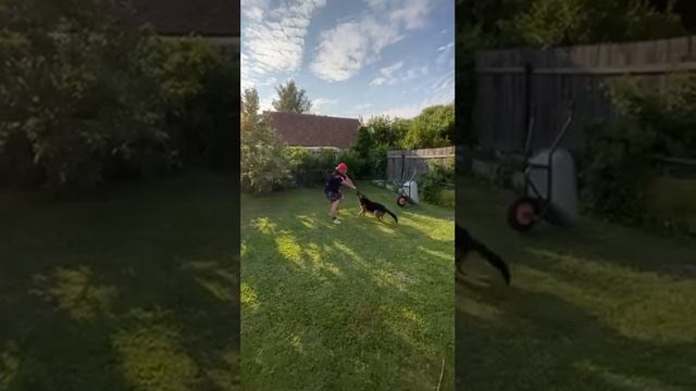 кинолог от бога))))) смотреть онлайн