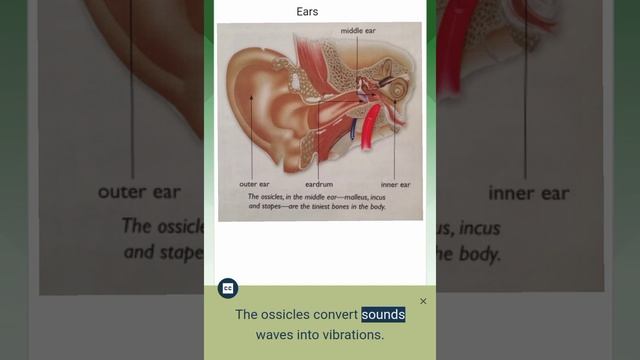 HUMAN BODY || EARS