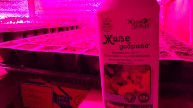 ПІДЖИВЛЕННЯ РОСАДИ , чим та як я це роблю