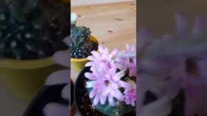 Опыление кактусов  Гимнокалициум