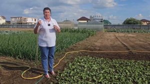 Как легко избавиться от крестоцветной блошки? Крестоцветная блошка меры борьбы.