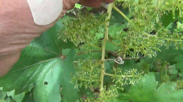 ПРИЛИПАЮТ КОЛПАЧКИ НА ЦВЕТКАХ ВИНОГРАДА. КАК ПОМОЧЬ ОПЫЛЕНИЮ смотреть онлайн