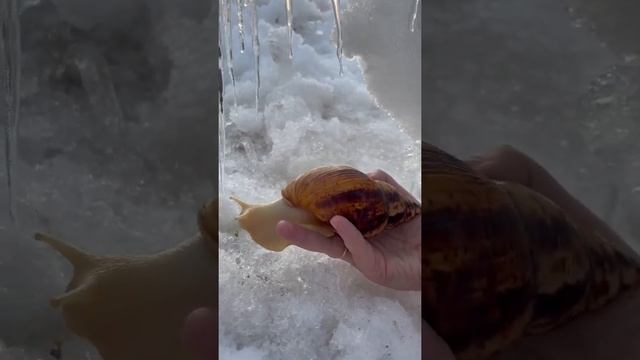 African snail and snow | АФРИКАНСКАЯ УЛИТКА ВПЕРВЫЕ ВИДИТ СНЕГ смотреть онлайн
