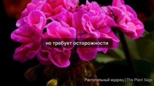 Как избавиться от тли на герани: Полное руководство по борьбе с вредителями