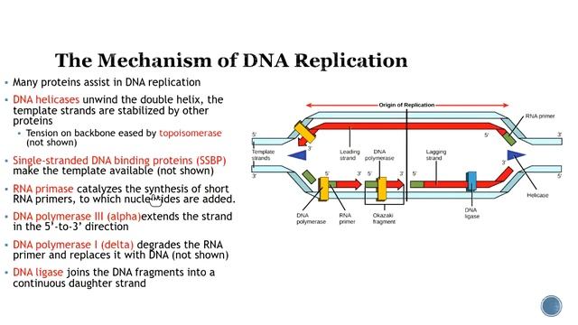 DNA Structure and Replication•Dawn Lovelace смотреть онлайн