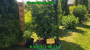 МЕТАЛИКА и ПАСТЕЛЬ ГРИН-🧐сравниваем, изучаем🔍-НАЧАЛО ЦВЕТЕНИЯ👌#наташинИсерёжинСАД