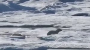 медведь поймал медвежонка/bear caught bear