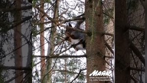 Белка ест шишку, только треск стоит!