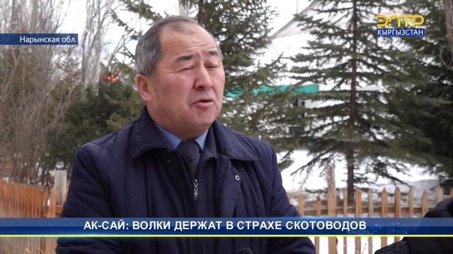 АК-САЙ: ВОЛКИ ДЕРЖАТ В СТРАХЕ СКОТОВОДОВ смотреть онлайн