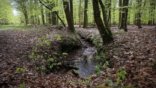 Как красиво поет соловей в лесу слушать Умиротворенность Эпическое спокойствие #соловей #релакс