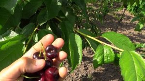 Сорт черешни ПРОЩАЛЬНАЯ ТАРАНЕНКО