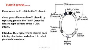 TRANSGENIC PLANTS - Technique and applications for degree students