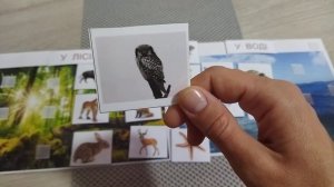 Вивчаємо тварин. Хто живе у лісі, а хто - у водоймі?