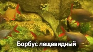 Барбус лещевидный