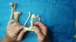 Анатомия плечевой кости кошки и собаки.