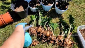 Жалею, что раньше так не выращивала Замиокулькас, клубни крупные, листвы много, распирает горшок