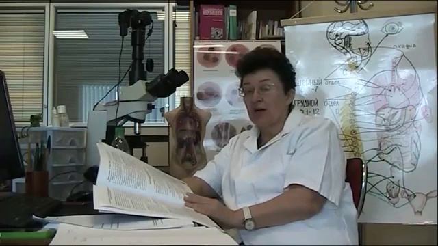 04 Антистрессовое поведение смотреть онлайн