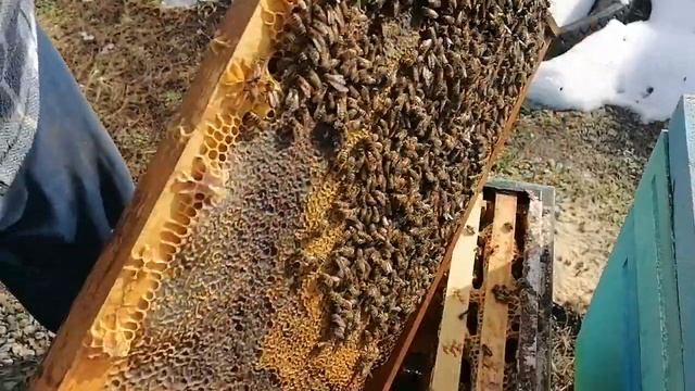 Зимовка 2022г.Карника и карпатская порода. смотреть онлайн