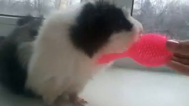 Морская свинка и расческа[1] смотреть онлайн