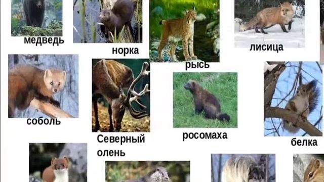 Видеовыставка о Ф. Р.  Штильмарке