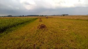 Подготовка поля для посадки картофеля на 2019 год.