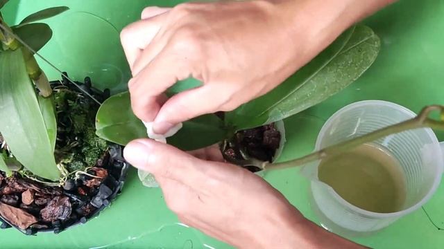 Tưới một thìa vào rễ! Đột nhiên hoa lan nở 500 bông huyền ảo. смотреть онлайн