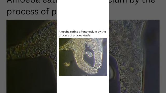Amoeba eating paramecium by the process of phagocytosis biology cells sciencefacts experiment
