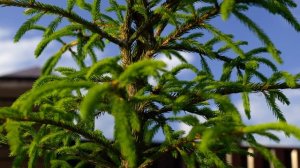 Как быстро вырастить зеленый забор из елей, подкормка елей для быстрого роста