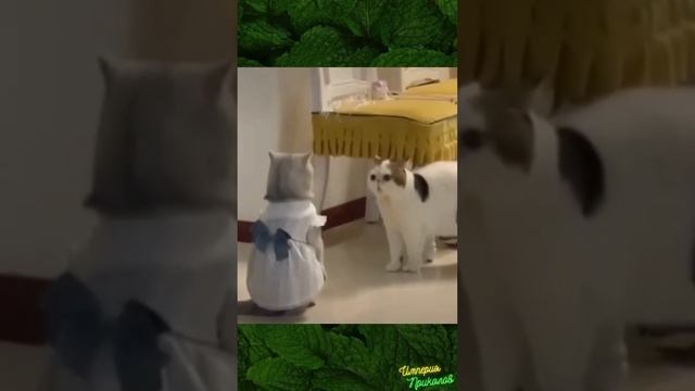 Кот-скандалист - горе в семье