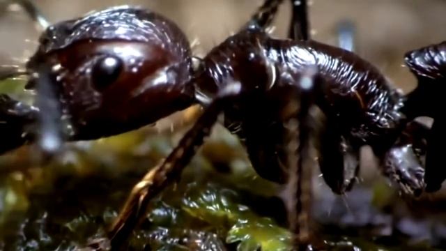 Муравьи факты смотреть онлайн