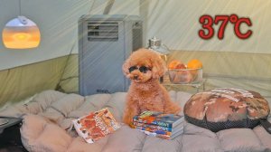 37℃ Кемпинг в одиночку в жару . Уютный отдых с собакой . Звук воды в долине ASMR