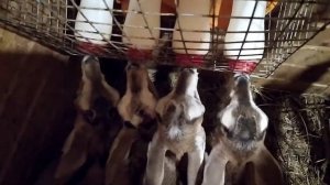выпаивание козлят из бутылки.