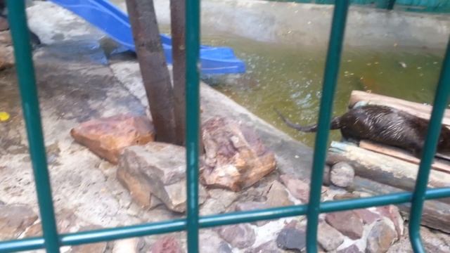 Чистоплотная выдра смотреть онлайн