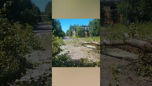 Прорубили 2 гектара леса Как это было?! Лесной фронт!