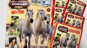 Собираю PANINI Самые красивые лошади мира🐎(часть 2)