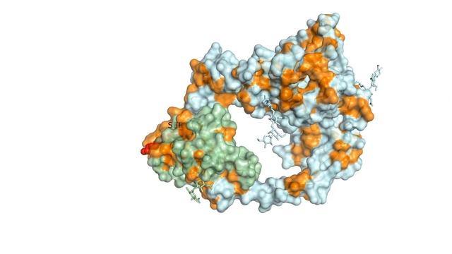 Mouse Wnt8 in Complex with Frizzled Cysteine-Rich Domain смотреть онлайн