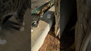 Серые котики прибежали ко мне 😻 Смешные коты 😹 Cute stray cats run to me 😸 Funny cats Animals Memes