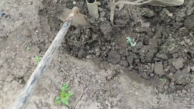 Весеннее внесение удобрений под виноград. Обработка клубники Бороплюс и Вертимек. 18.04.24
